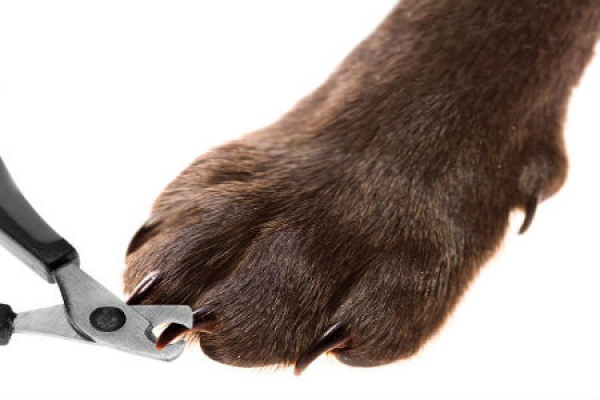 Guida pratica al taglio delle unghie nel cane