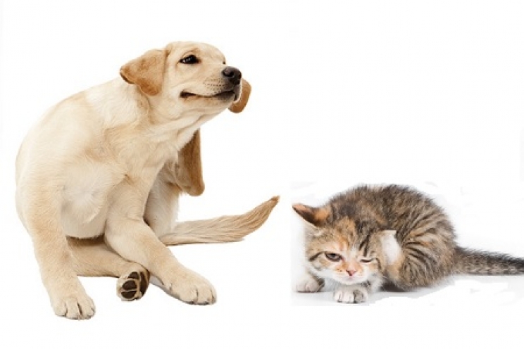 immagine Come scegliere l’antiparassitario per il cane e il gatto