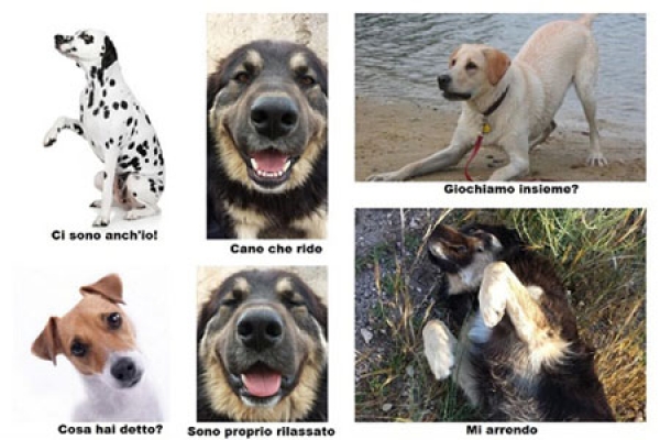 Il linguaggio non verbale del cane: impariamo a conoscerlo
