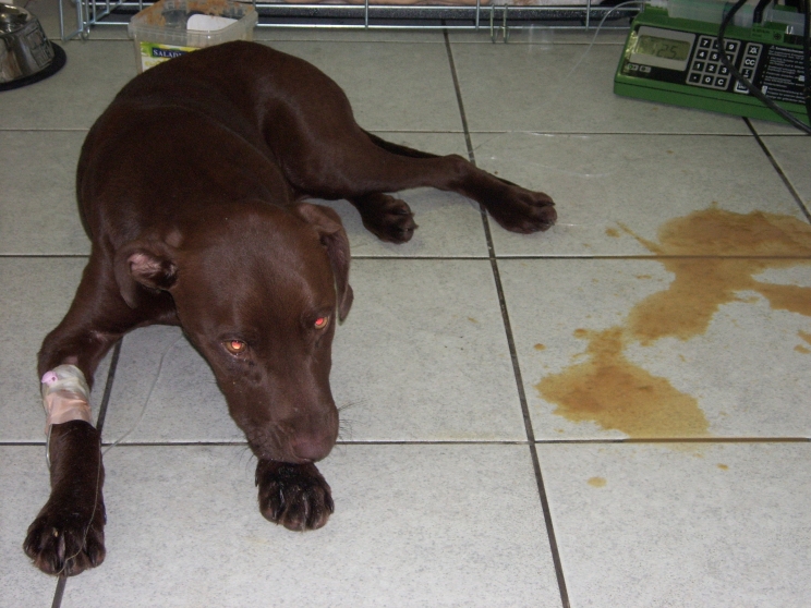immagine La gastroenterite emorragica del cane: come prevenirla