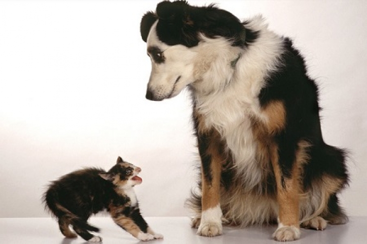 immagine Problemi di convivenza tra cani e gatti: come evitarli