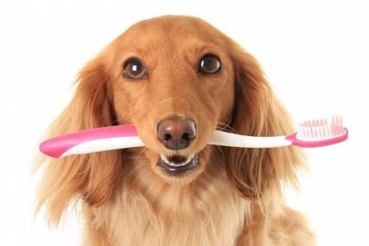 immagine Detartrasi nel cane e nel gatto: perché rimuovere il tartaro dai denti?