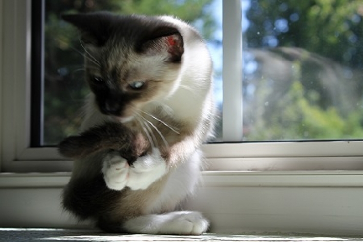I disturbi compulsivi nel gatto: quali sono e cosa fare | Comportamento |  Benessere | Magazine