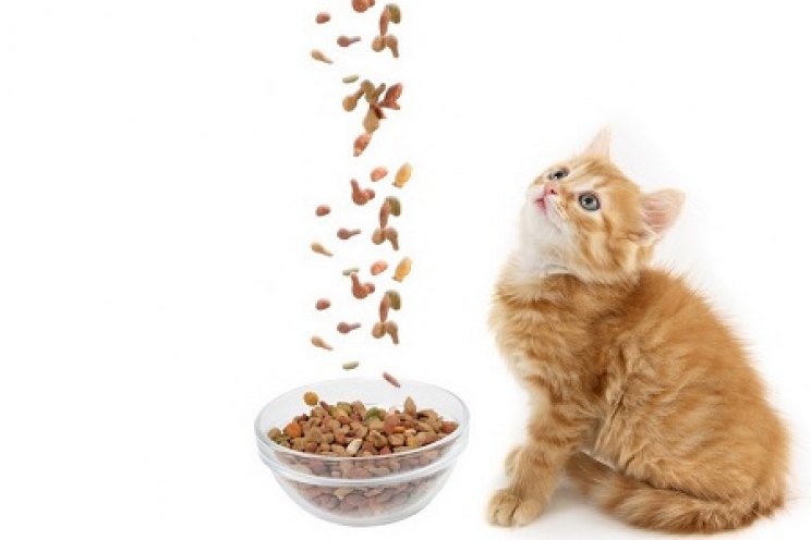 L'alimentazione del gattino, cosa dargli da mangiare?