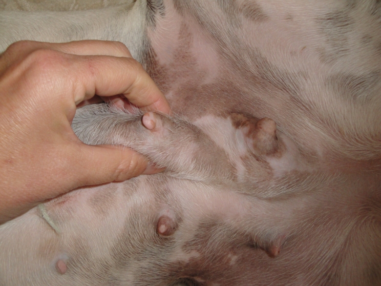immagine I tumori nel cane e nel gatto: cosa sono e come si riconoscono