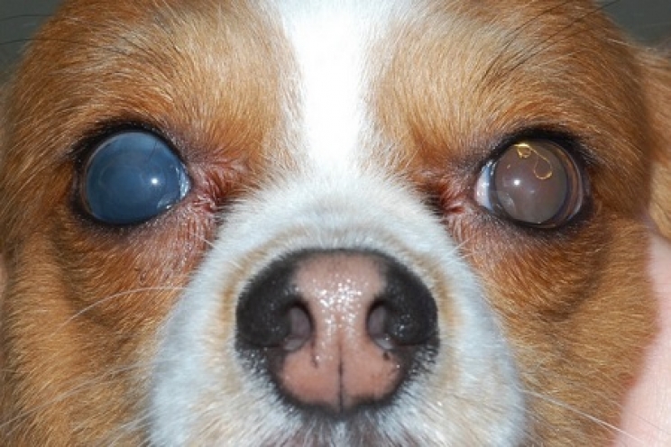 immagine Il glaucoma nel cane e nel gatto
