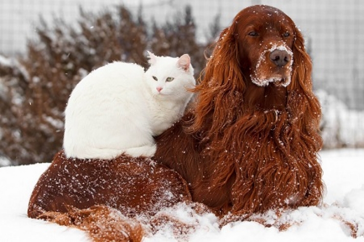 immagine Come proteggere cani e gatti dal freddo