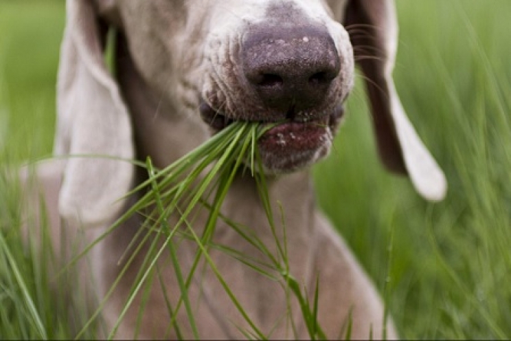 immagine Perché il mio cane mangia l’erba?