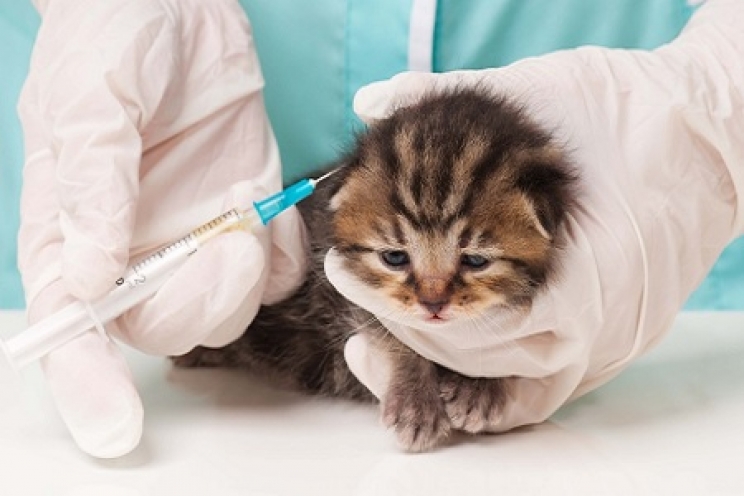 immagine Le principali vaccinazioni del gatto