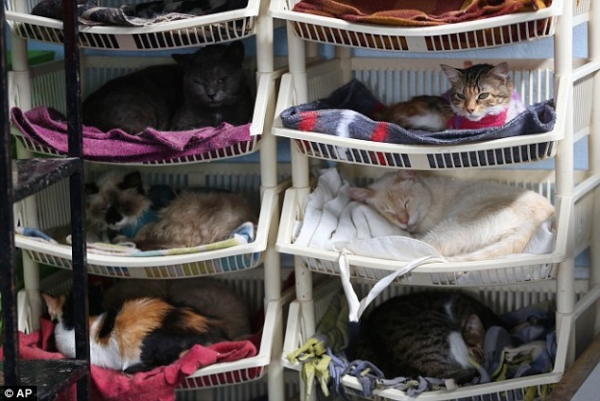 immagine Il diritto alla vita per  i gatti malati di Felv