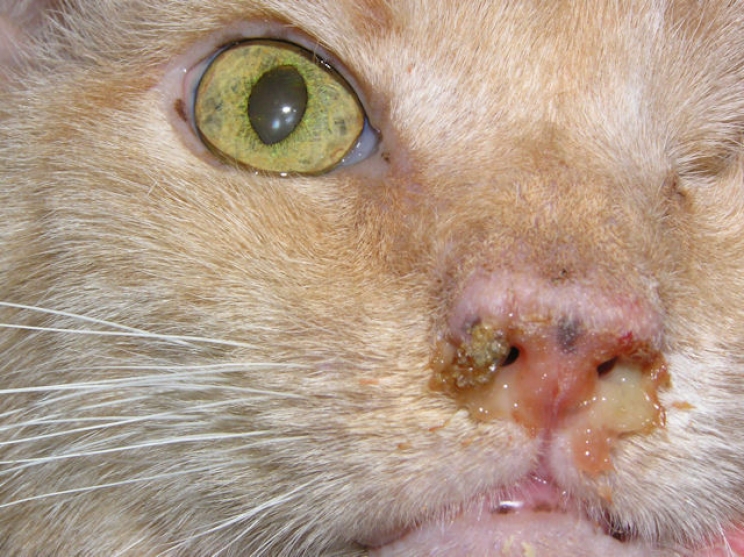 immagine La rinotracheite infettiva del gatto: cos’è e come prevenirla