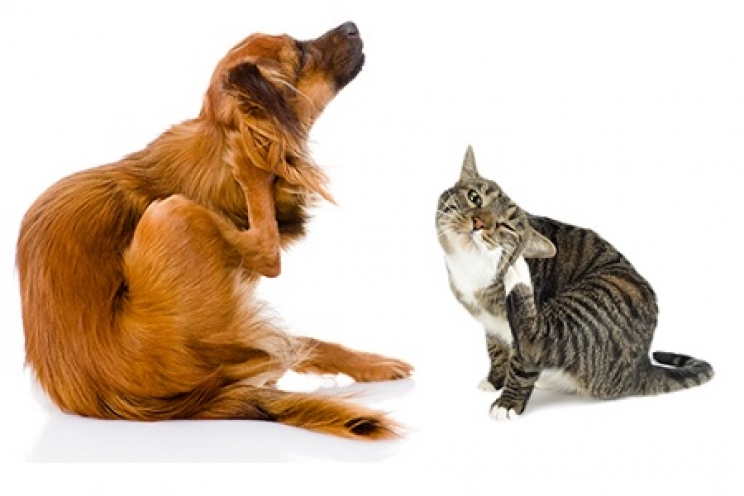 immagine Perché il cane o il gatto si gratta le orecchie e scuote la testa