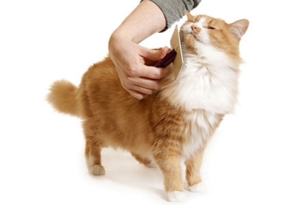 Come rimuovere e prevenire i boli di pelo nel gatto
