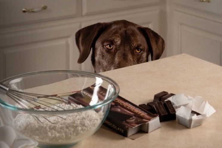 immagine Il cioccolato è tossico per il cane?