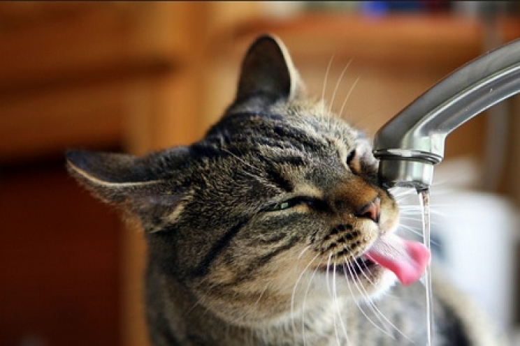 immagine Perché il gatto beve dal rubinetto?