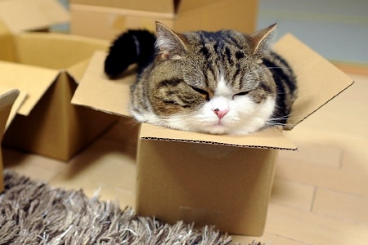 immagine-ecco-perche-i-gatti-amano-cosi-tanto-le-scatole