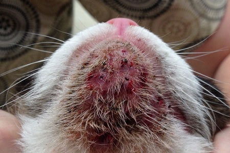 acne felina gatto sangue croste punti neri