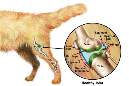 articolazione cane femore tibia cartilagine glucosamina artrite