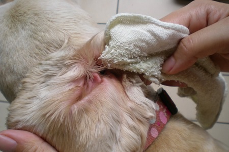 asciugare pulire orecchie al cane