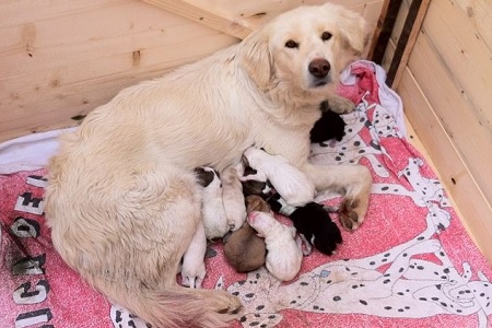 cagna con cuccioli parto allattamento