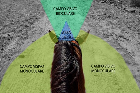 campo visivo vista cavallo