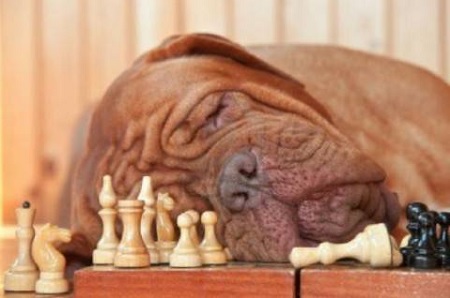 cane annoiato dorme scacchi giochi intelligenza