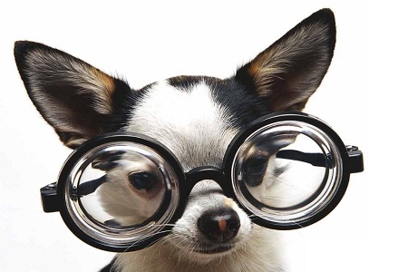 cane-anziano-con-occhiali