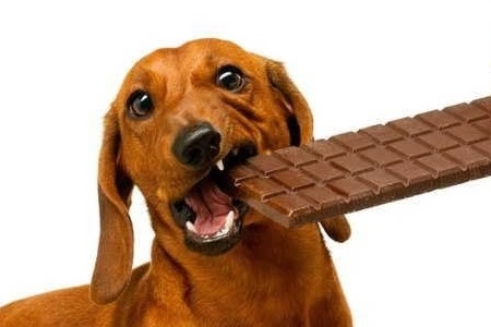 cane cioccolato velenoso tossico