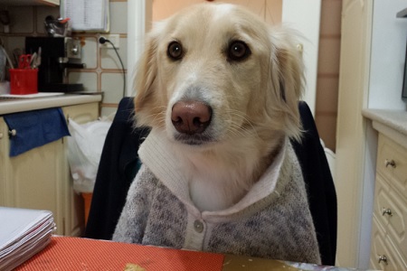 cane con maglione seduto