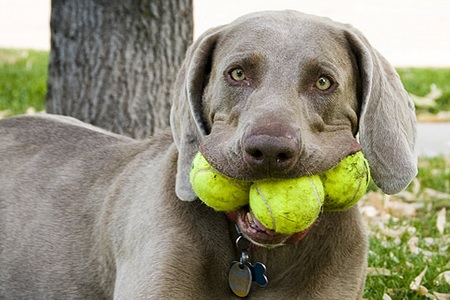 cane mangia palline