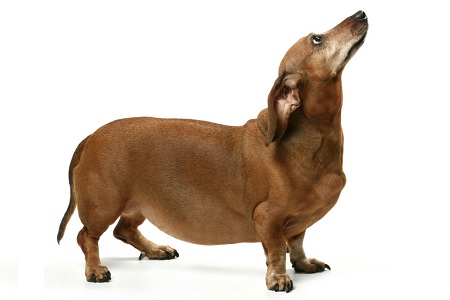 cane obeso sovrappeso dieta piccola taglia