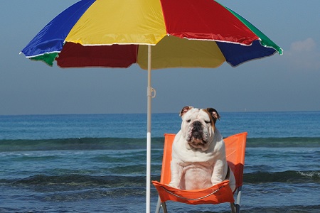 cane spiaggia ombrellone