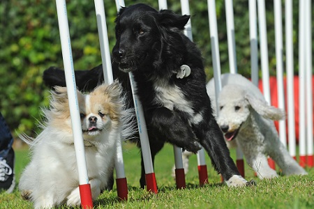 cane agility addestramento