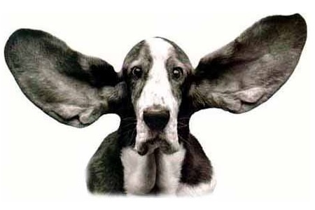 cane con orecchie grandi