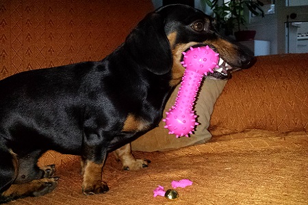 cane con osso giocattolo mastica