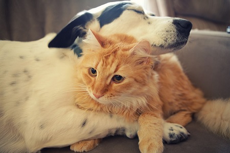 cane e gatto abbracciati