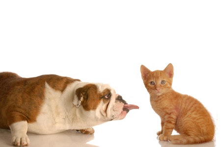 cane fa la linguaccia al gatto