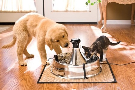 cane gatto bevono acqua fontanella