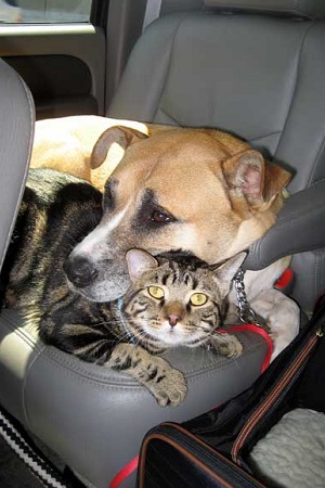 cane gatto in auto