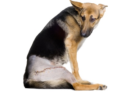 cane intervento displasia anca