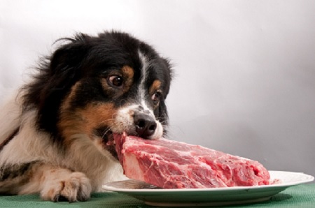 cane mangia carne cruda bistecca crudismo barf