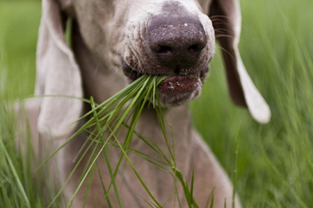cane mangia erba vomito