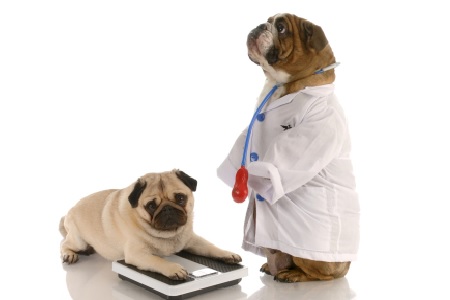 cane obeso sulla bilancia con cane veterinario