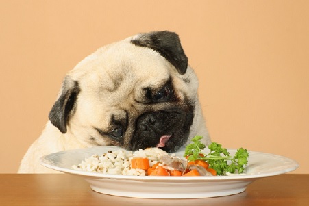 cane sterilizzato mangia verdure dieta