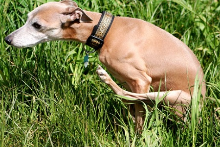 cane strofina sedere su erba ghiandole perianali