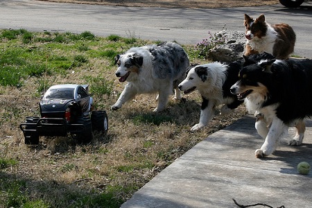 cani inseguono macchina giocattolo