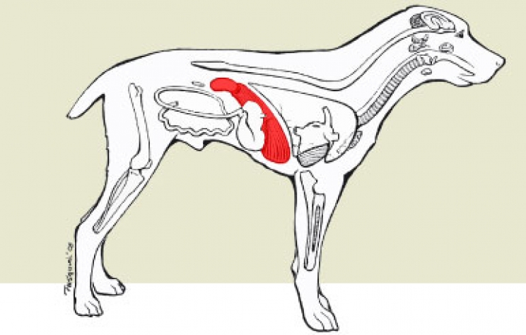 immagine L'epatite infettiva del cane: come riconoscerla e prevenirla