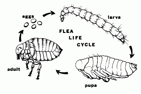 ciclo vitale delle pulci uova larva pupa adulto