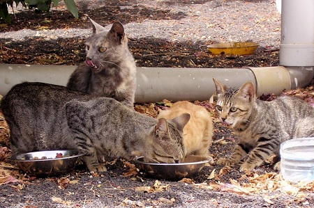 colonia gatti randagi