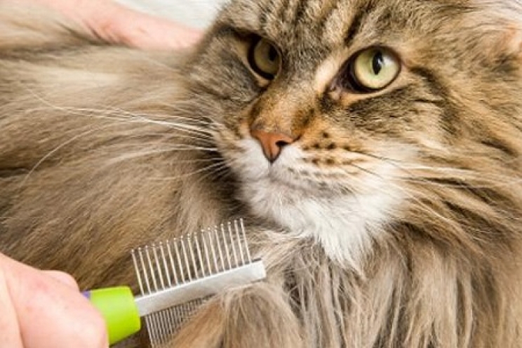 immagine Come curare la bellezza e l’igiene dei gatti a pelo lungo
